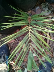 Desmoncus orthacanthos