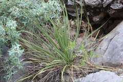 Dasylirion acrotrichum