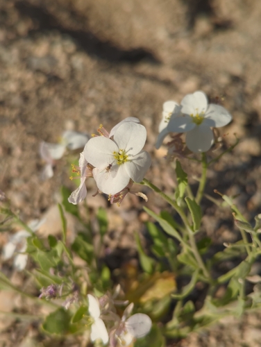 Image of Nerisyrenia camporum by (c) Tom Field, some rights reserved (CC BY)