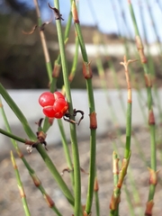 Ephedra americana