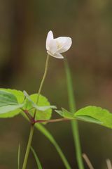 Anemonoides trifolia