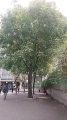 Fraxinus uhdei