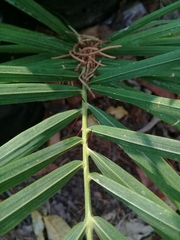 Desmoncus orthacanthos