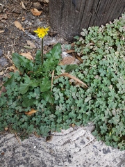 Taraxacum officinale