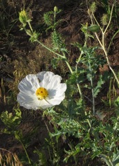 Argemone polyanthemos