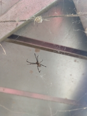 Latrodectus hesperus