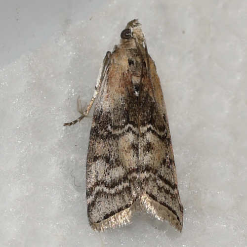 How to identify Glyptocera consobrinella Zeller, 1872