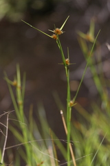 Rhynchospora cephalantha