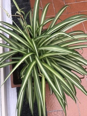 Chlorophytum comosum