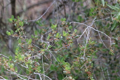 Rhamnus pilosa