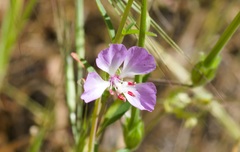 Clarkia delicata