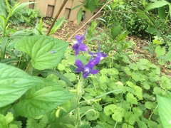 Delphinium tricorne