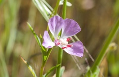 Clarkia delicata