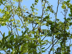 Coereba flaveola caboti