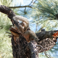 Sciurus nayaritensis