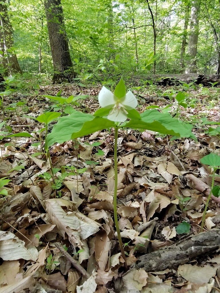 drooping trillium from Iroquois Park, Louisville, KY, USA on April 26 ...