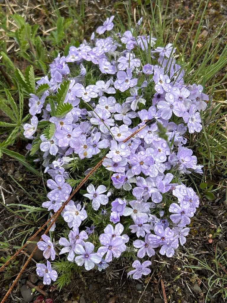 carpet phlox from Bonner County, US-ID, US on April 26, 2024 at 06:35 ...