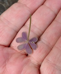 Oxalis dentata