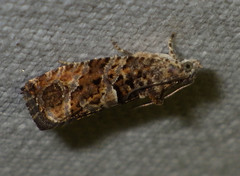 Eudemis