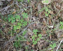 Oxalis dentata