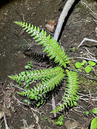 Polystichum igaense iNat (1)