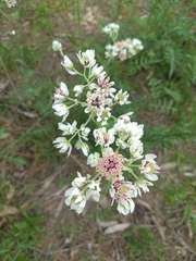 Hymenopappus artemisiifolius