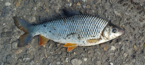 Leporinus obtusidens (Valenciennes, 1837)