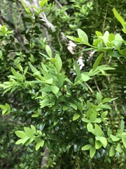 Buxaceae