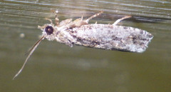 Swammerdamia pyrella