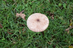 Macrolepiota colombiana