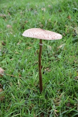 Macrolepiota colombiana