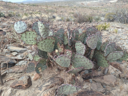 Image of Opuntia azurea by (c) Tom Field, some rights reserved (CC BY)