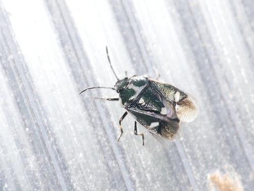 Cabbage Bug photo 4
