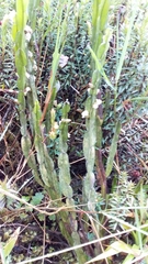 Baccharis genistelloides