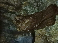 Steatornis caripensis