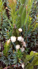 Baccharis genistelloides