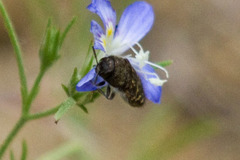 Acmaeodera