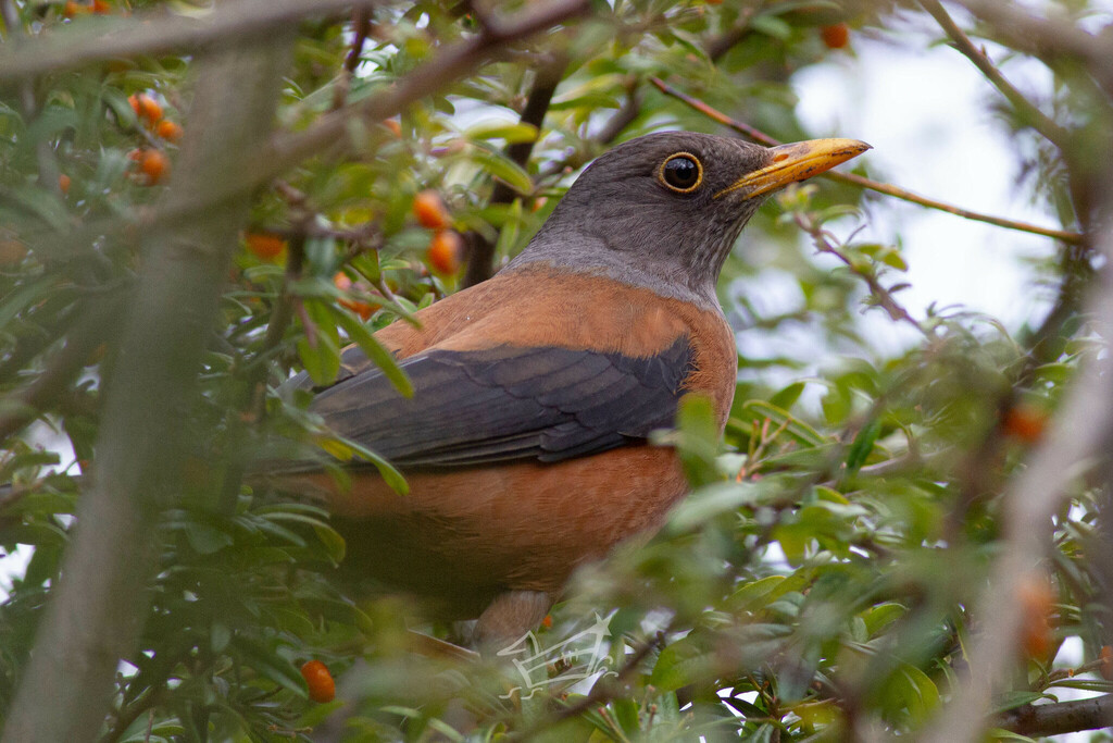 Chestnut Thrush from 中国丽江市玉龙纳西族自治县玉龙雪山 邮政编码: 674112 on March 28, 2024 ...