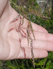 Melica imperfecta