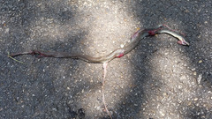 Coluber constrictor anthicus