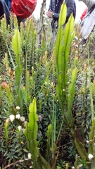 Baccharis genistelloides