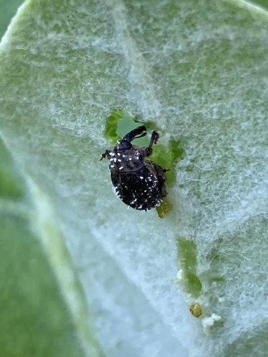 Milkweed Stem Weevil photo 2