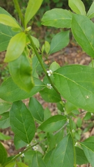 Ilex longipes