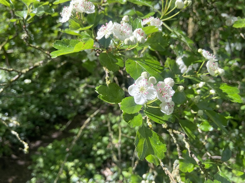Crataegus × media; photograph Joss Carr, CC BY, iNaturalist via GBIF