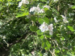 Crataegus × media