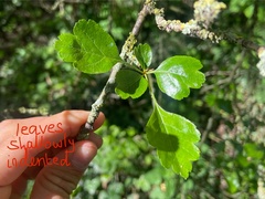 Joss Carr, CC BY, iNaturalist via GBIF Crataegus × media, photograph Joss Carr, CC BY, iNaturalist via GBIF