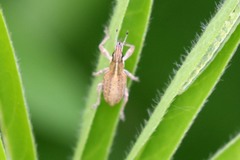 Charagmus gressorius