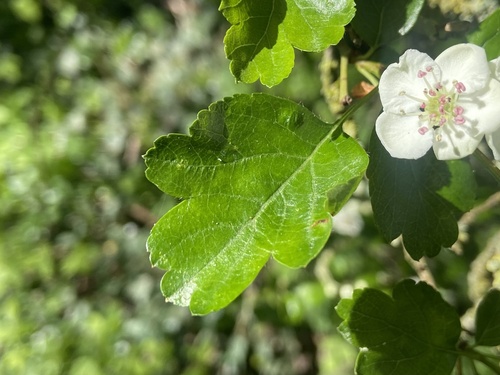 Crataegus × media, photograph 2