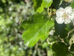 Joss Carr, CC BY, iNaturalist via GBIF Crataegus × media, photograph Joss Carr, CC BY, iNaturalist via GBIF