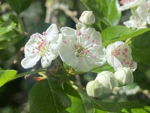 Crataegus × media, photograph 3